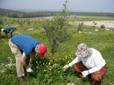 קווי המתח הגבוה יחסלו מטע זיתים אורגני המנוהל בשיתוף פעולה יהודי ערבי, ויגרמו נזק בלתי הפיך ל- 4,500 דונם של אדמה חקלאית